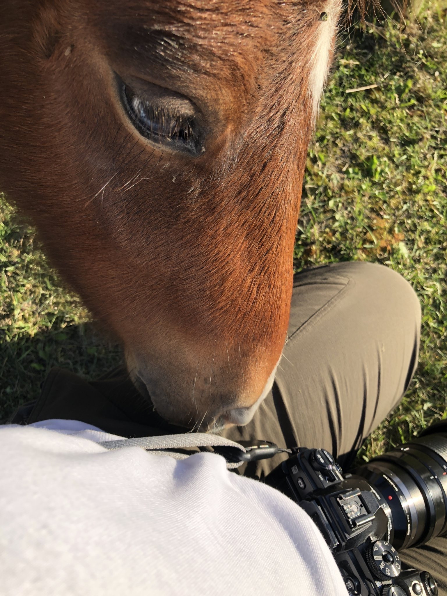 死んでいた思い出_:(´?`」 ∠):