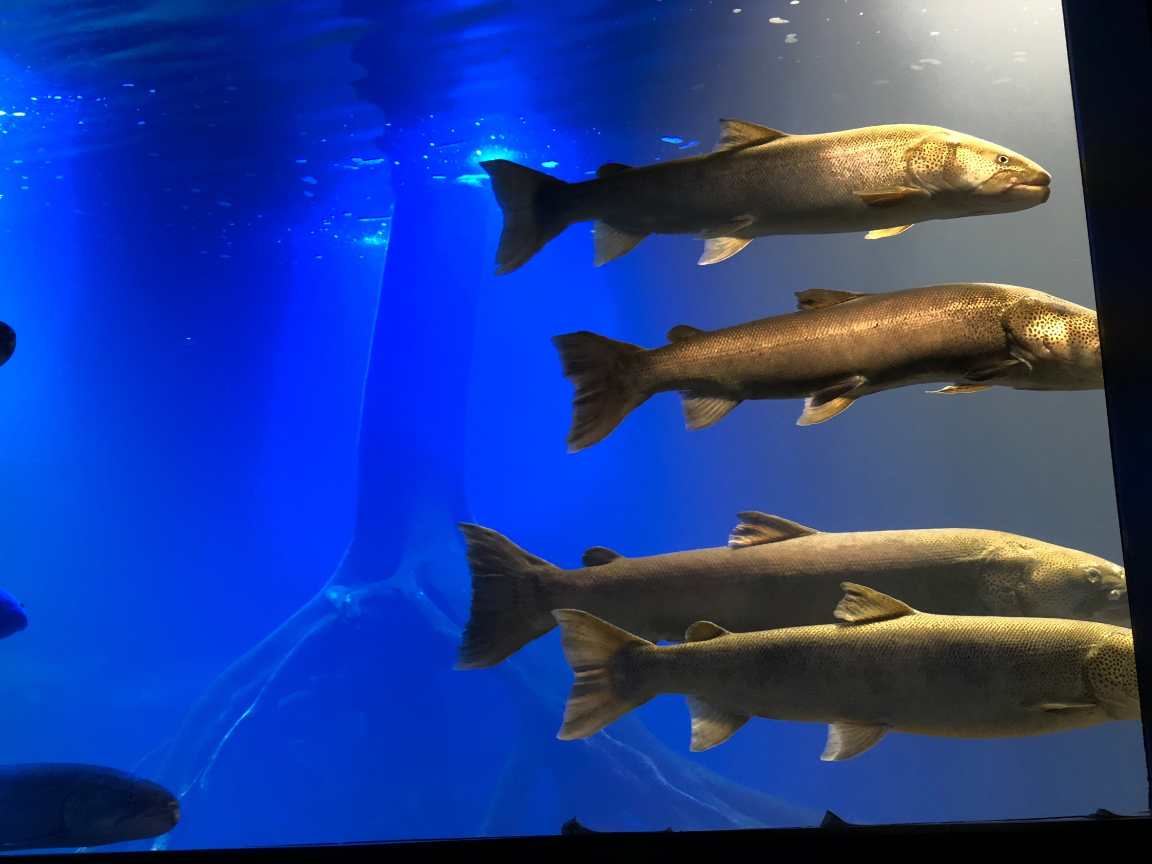 金カム聖地、北鎮記念館に！