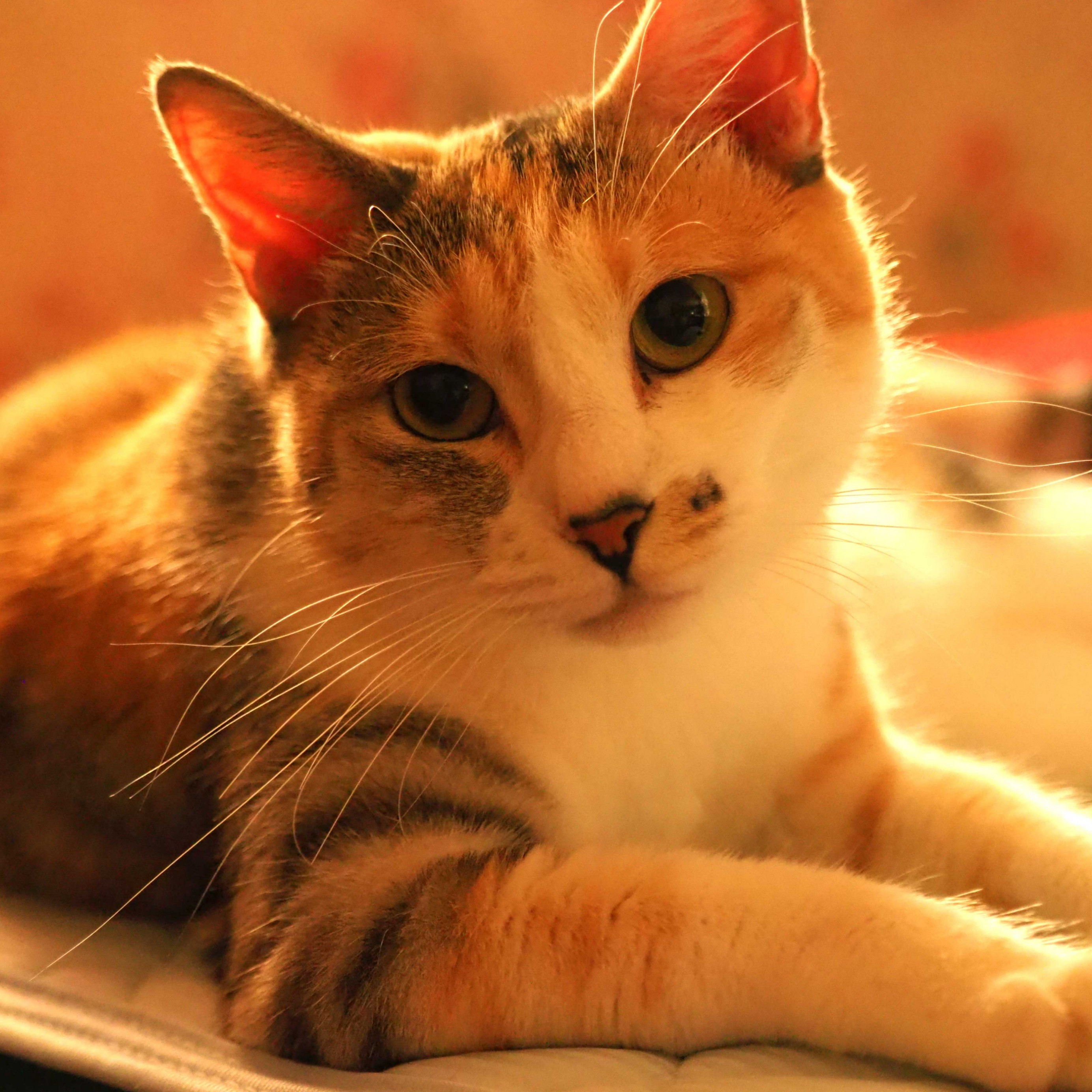 PC不調にて(´・ω・`)