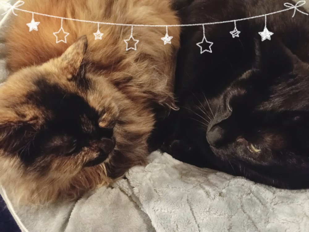 次回インは日曜日予定