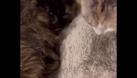 ニャンコムービー