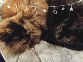 次回インは日曜日予定