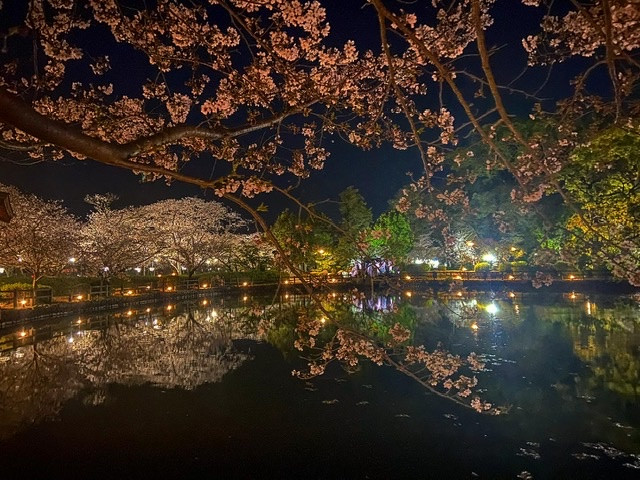 夜桜