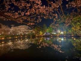 夜桜