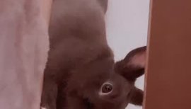 ぴょん🐰ちゃんの2020/11/6 (金) 22:20のブログ