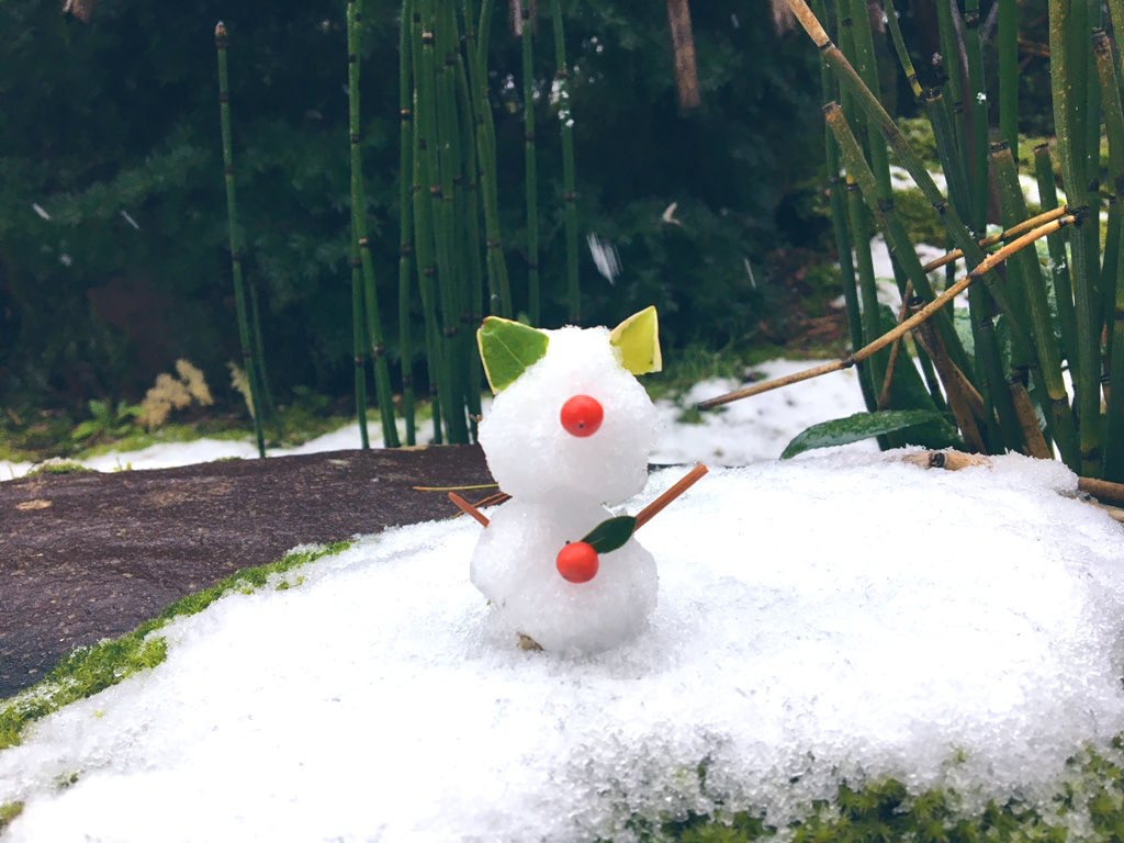 ネコだるま？笑