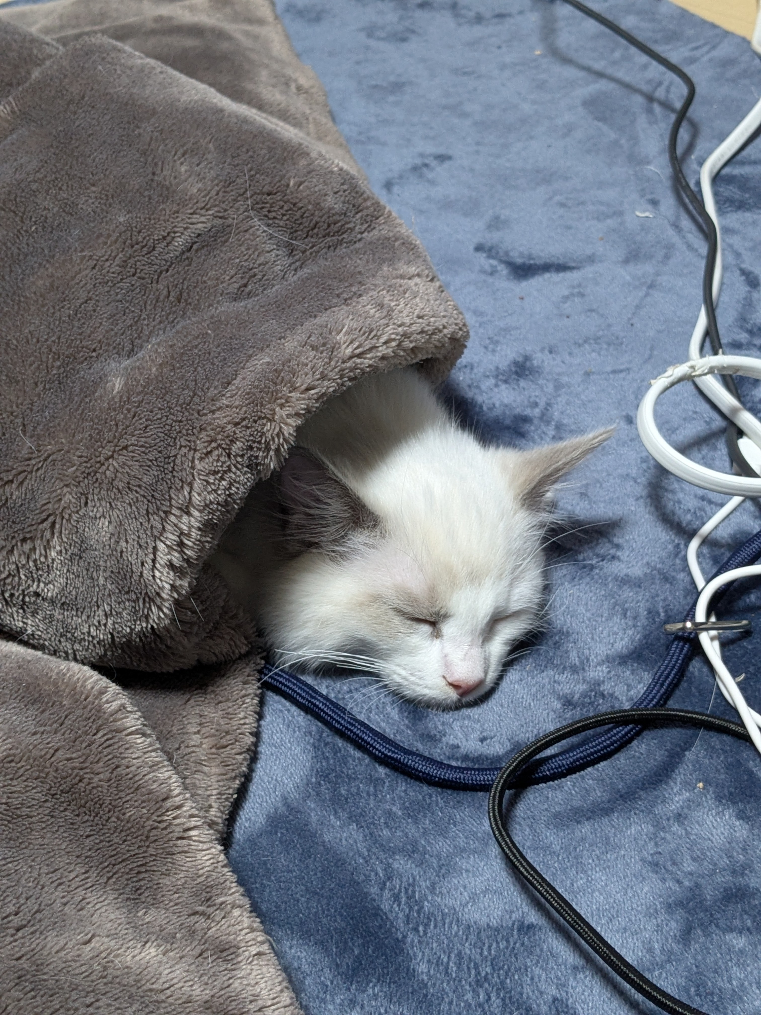 初配信してみたよ！