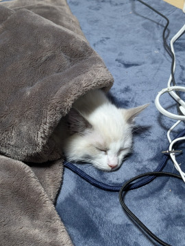 ほっぺちゃんの4/30 (水) 09:27のブログ