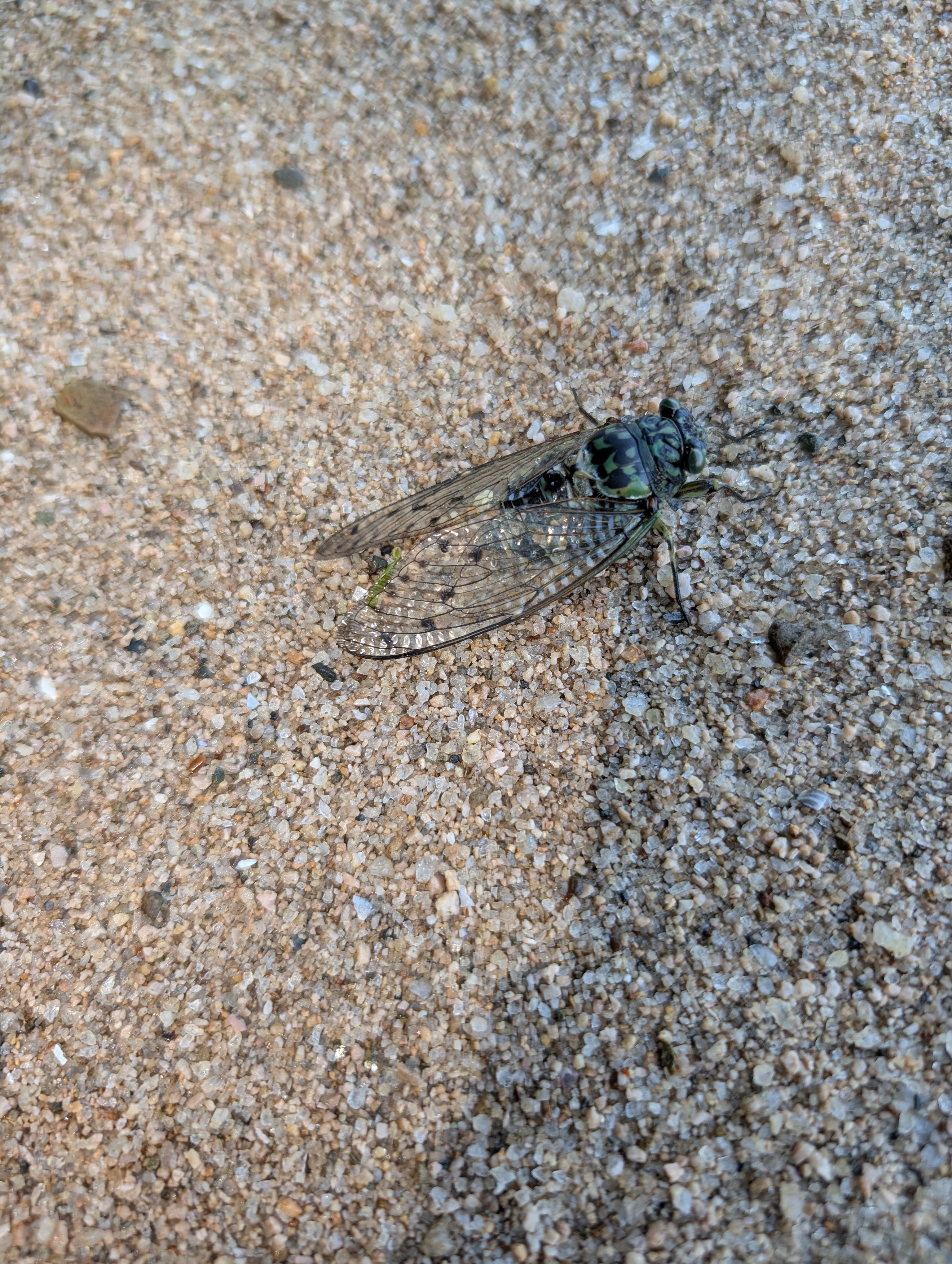 せみの羽が美しい