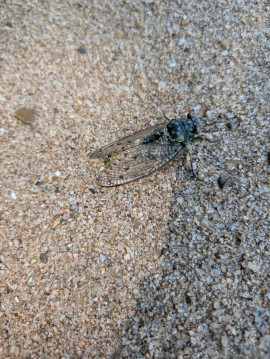 こころ933ちゃんの8/1 (金) 16:38のブログ