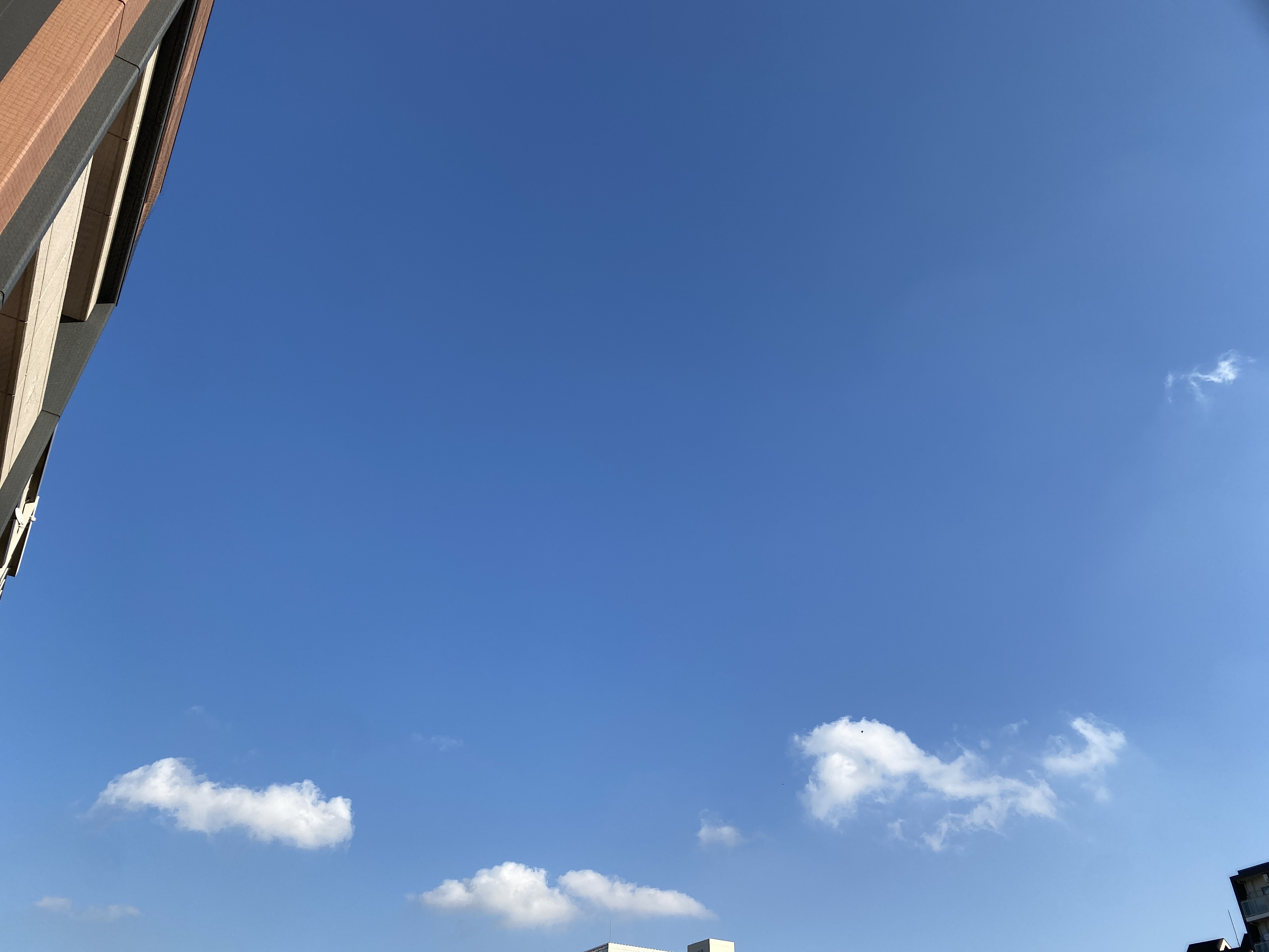 きゃん通りまーす！