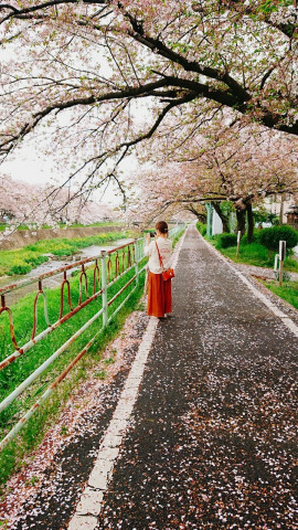 桜並木