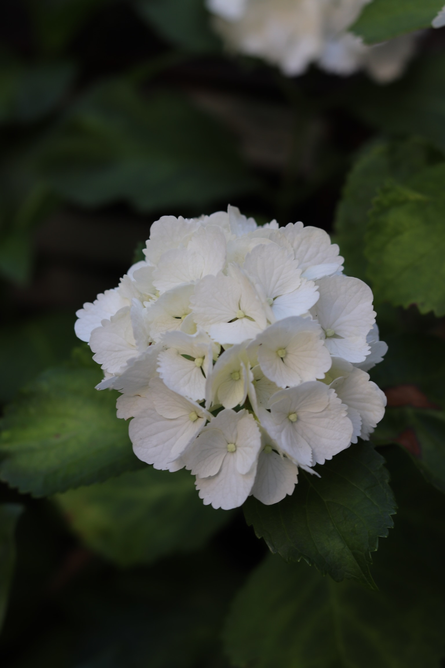 お久しぶりです