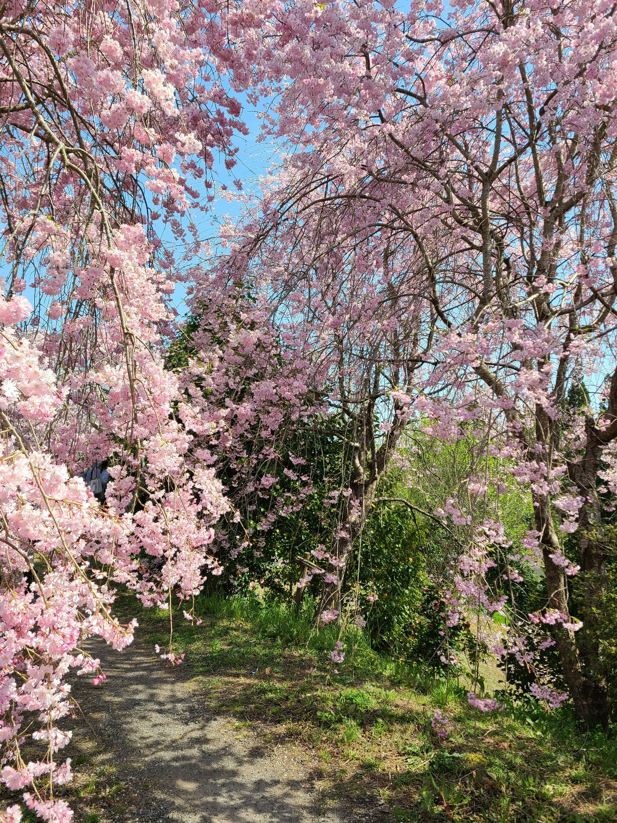 最高のお花見日和
