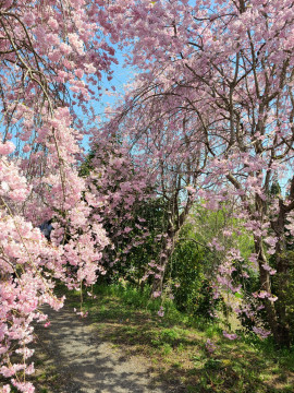 最高のお花見日和