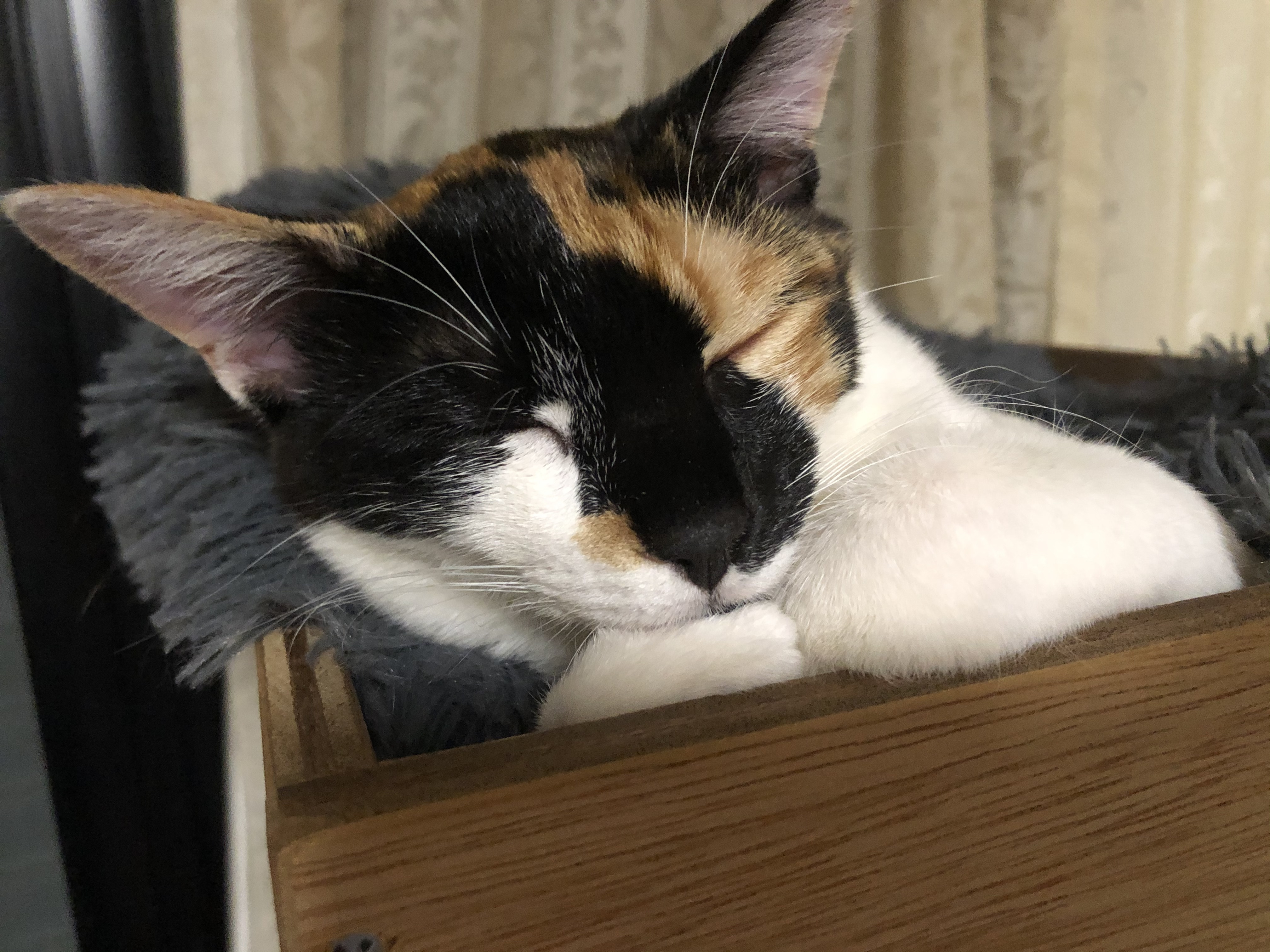こんにちは！