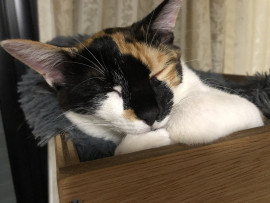 こんにちは！