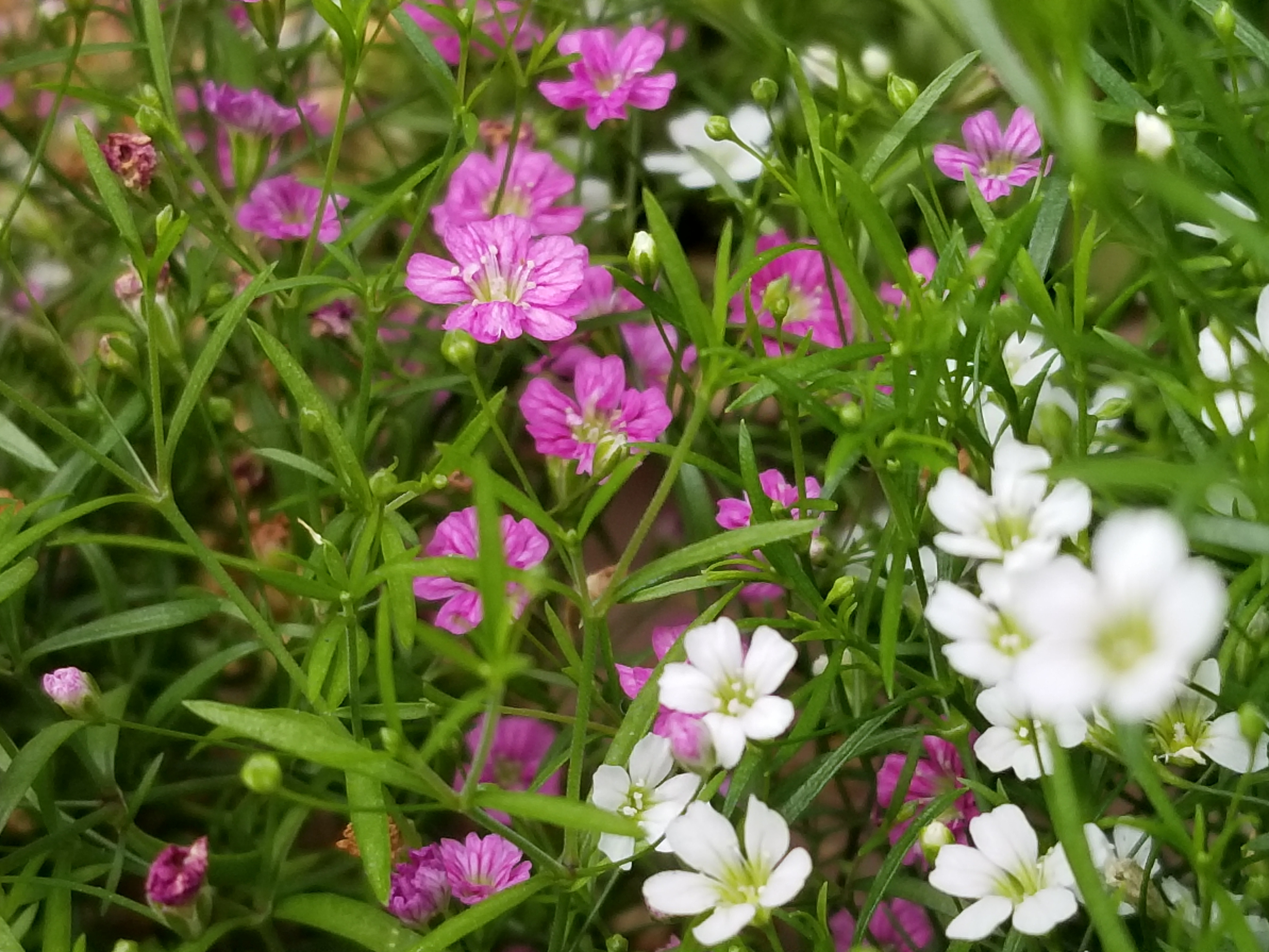 お花〜！
