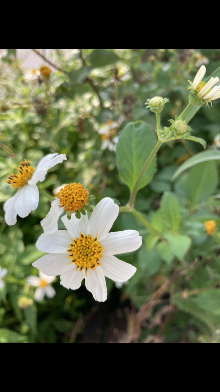 きれいなお花♪
