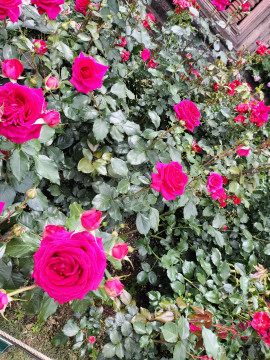 みずほちゃんの2025/6/4 (水) 03:20のブログ