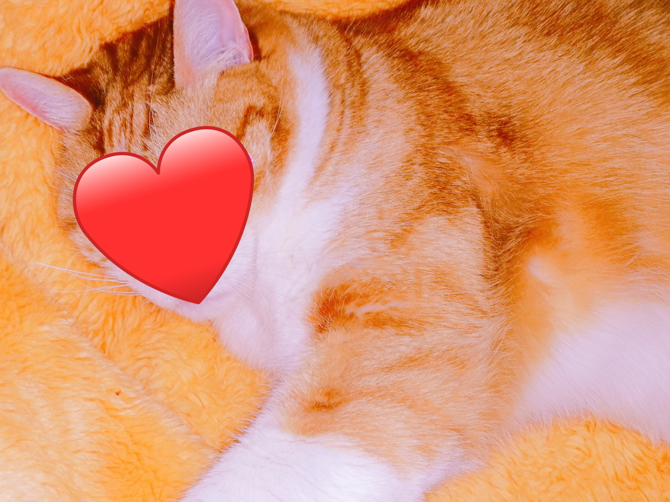 ウトウト(´-ω-｀)))ｺｯｸﾘ