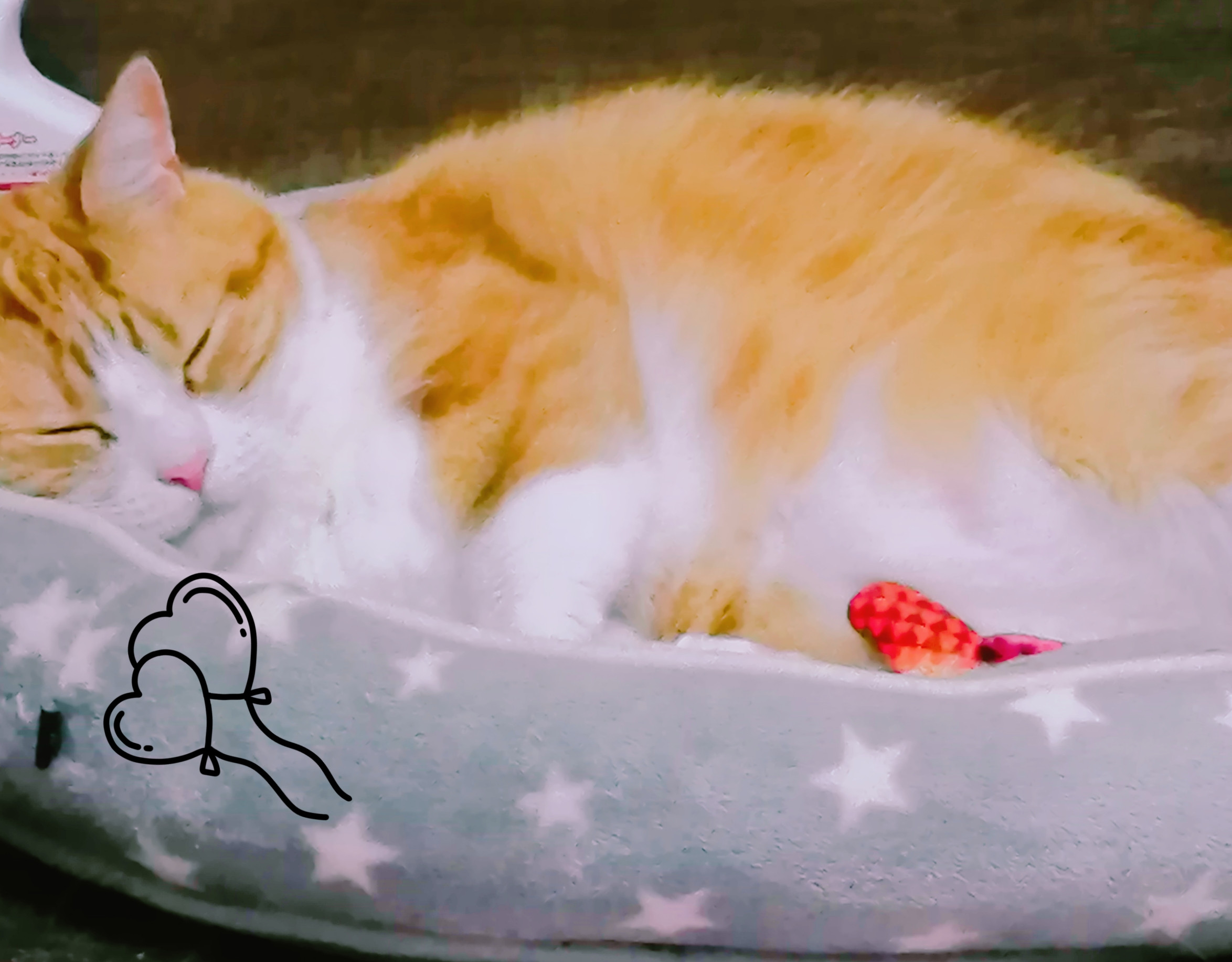 ども(。・ω・)ﾉ