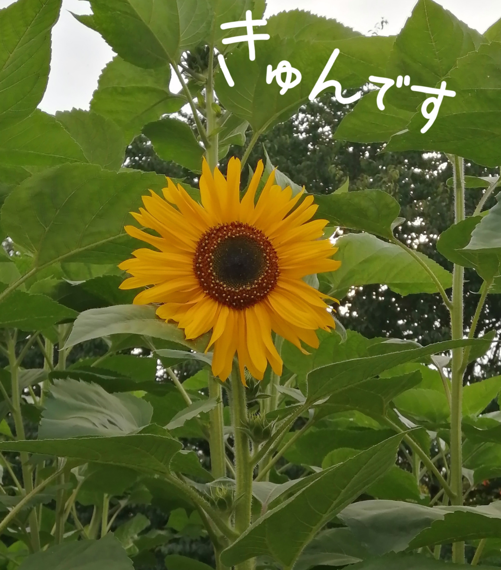 どもども(。・ω・)ﾉ