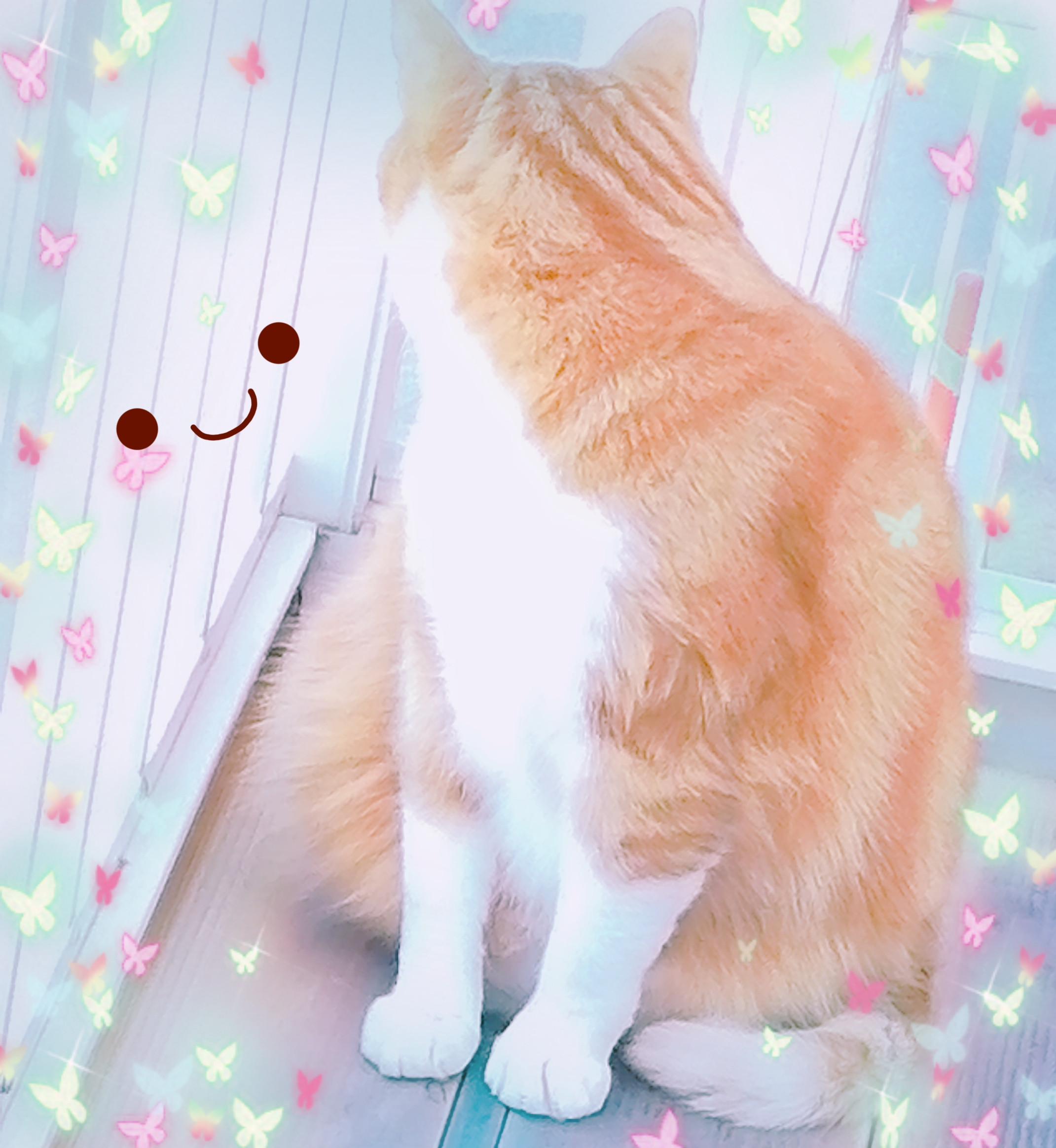 ニャンニャン(=^・^=)