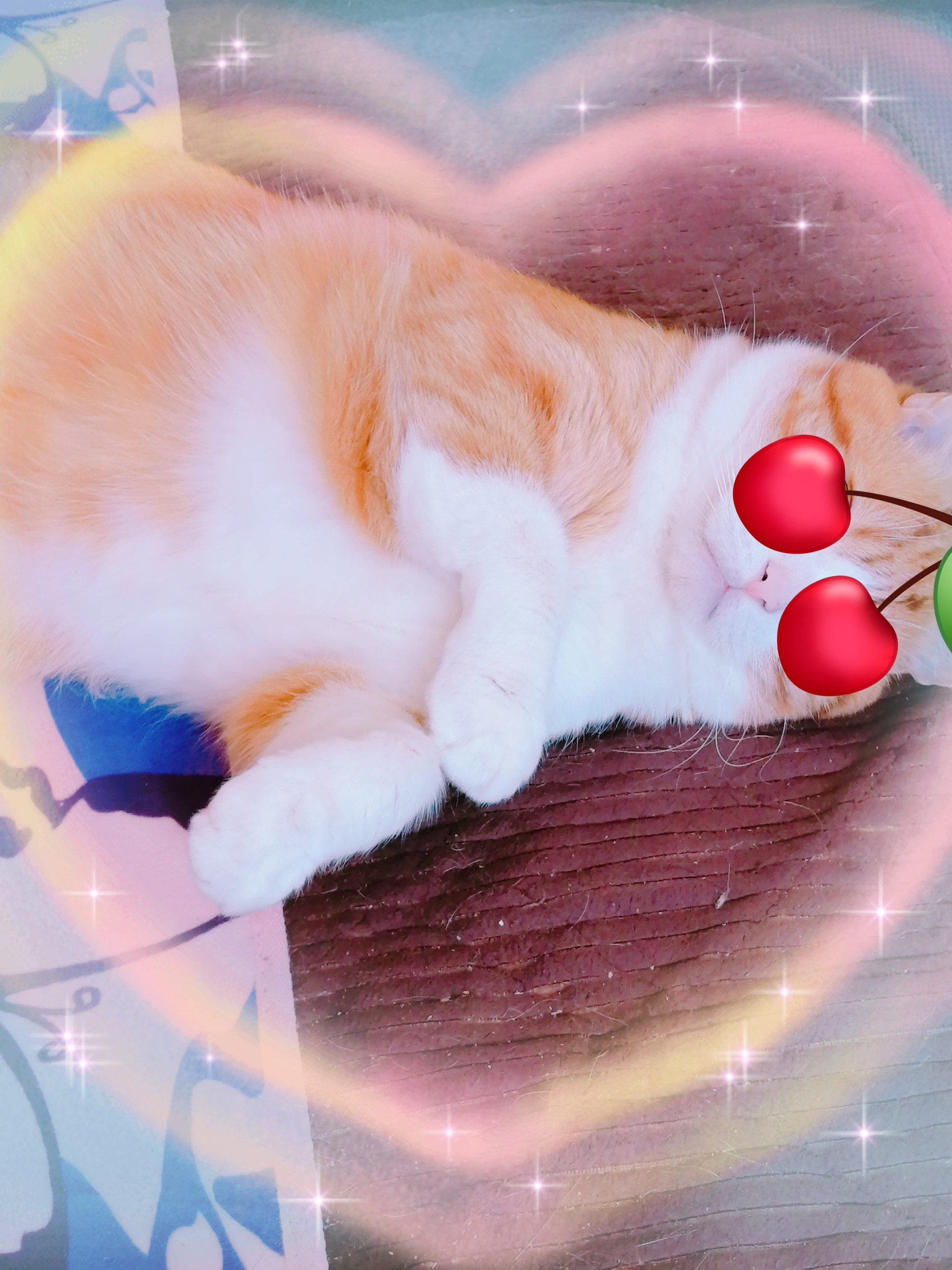 おはようにゃん