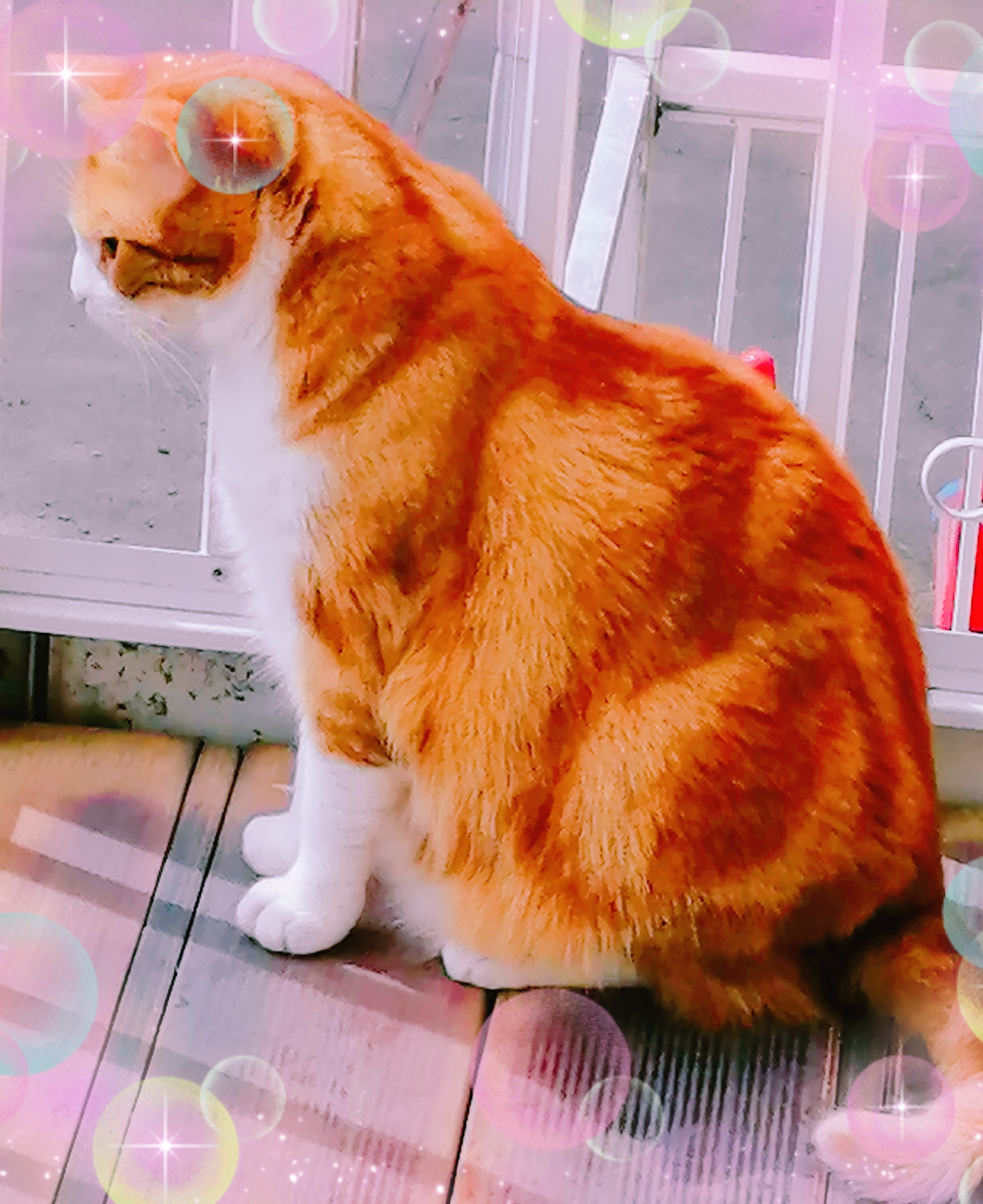 ヽ(*´∀｀)ノｱﾊﾊﾊ