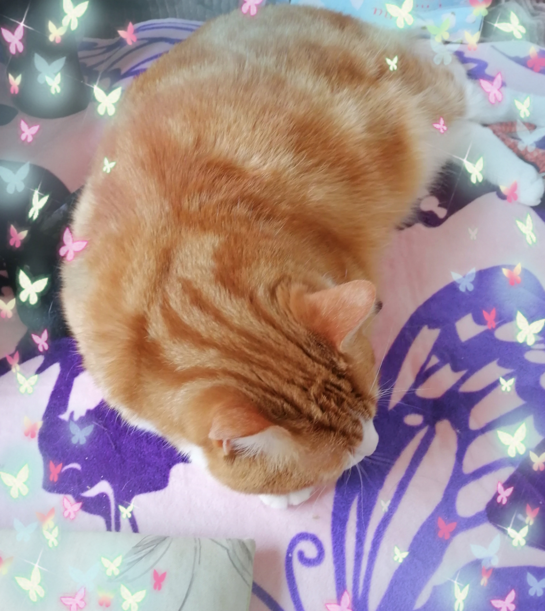 ･･･残念(´；ω；｀)