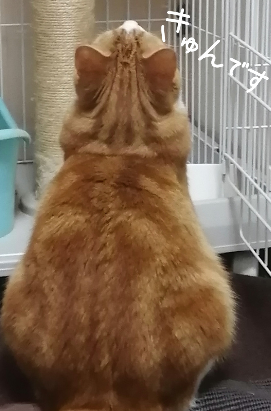 こんばんは、、