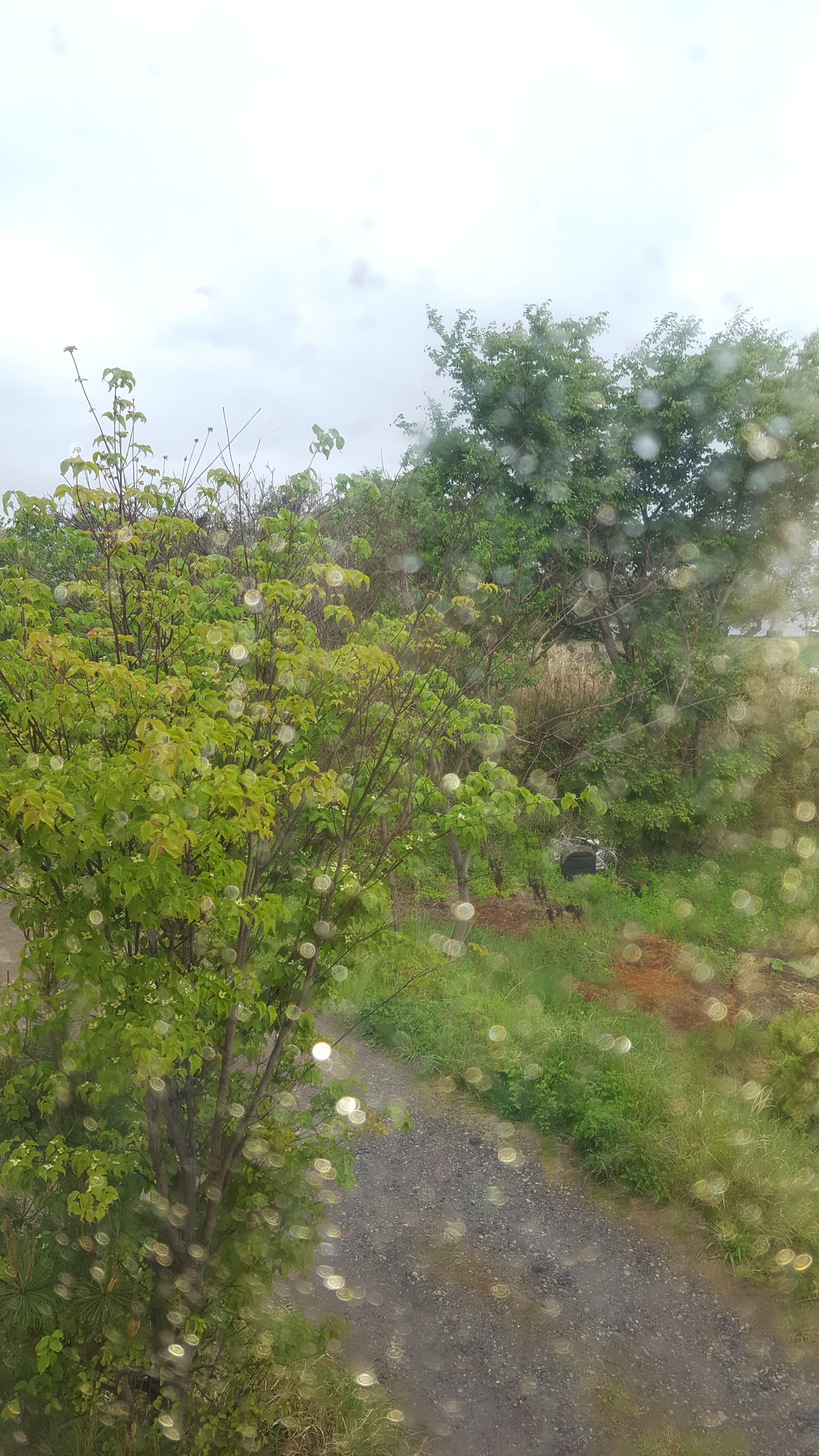 雨だぁ〜??*????*