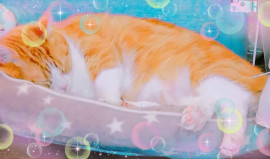 あーぁっ(?? - ?`?)