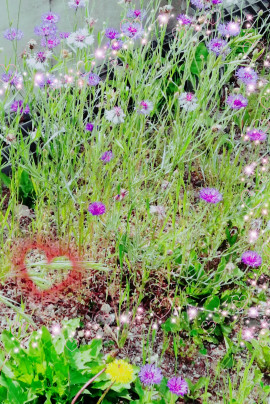 ✿楓✿ちゃんの2021/6/3 (木) 17:46のブログ