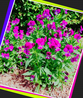 ✿楓✿ちゃんの2021/5/26 (水) 12:08のブログ