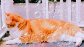 ✿楓✿ちゃんの2021/6/22 (火) 09:58のブログ