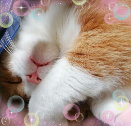 ✿楓✿ちゃんの2021/8/30 (月) 00:13のブログ