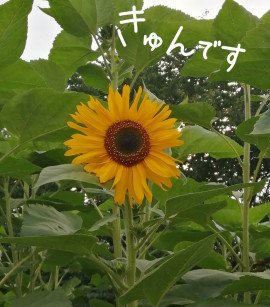 ✿楓✿ちゃんの2021/7/12 (月) 18:01のブログ