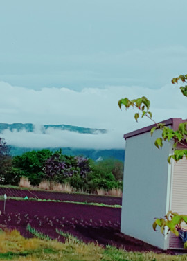 ✿楓✿ちゃんの2021/5/20 (木) 00:40のブログ