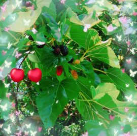 ✿楓✿ちゃんの2021/6/28 (月) 15:10のブログ