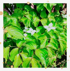 ✿楓✿ちゃんの2021/5/28 (金) 09:35のブログ