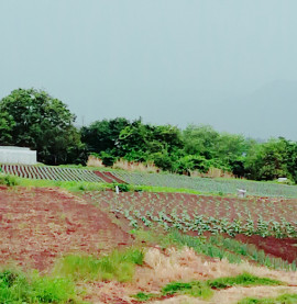 ✿楓✿ちゃんの2021/6/2 (水) 08:44のブログ