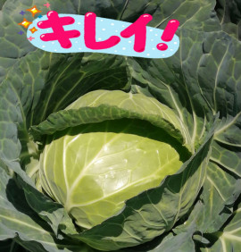 ✿楓✿ちゃんの2021/6/28 (月) 11:13のブログ