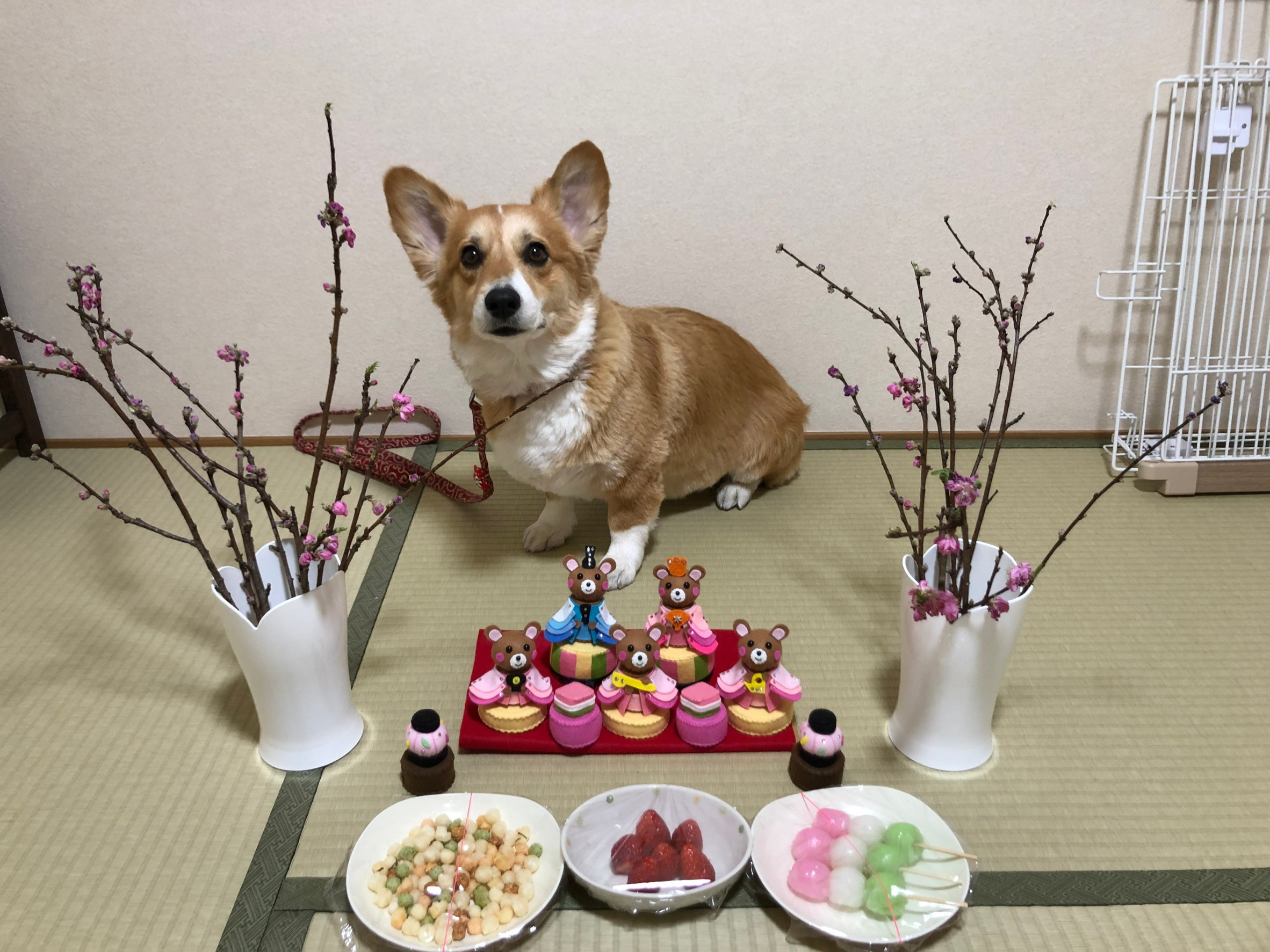 さくらちゃんの2021/5/19 (水) 22:17のブログ