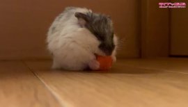 はなちゃんの2021/5/28 (金) 21:24のブログ