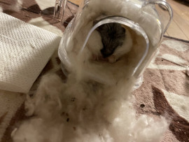 はなちゃんの2021/6/1 (火) 09:57のブログ