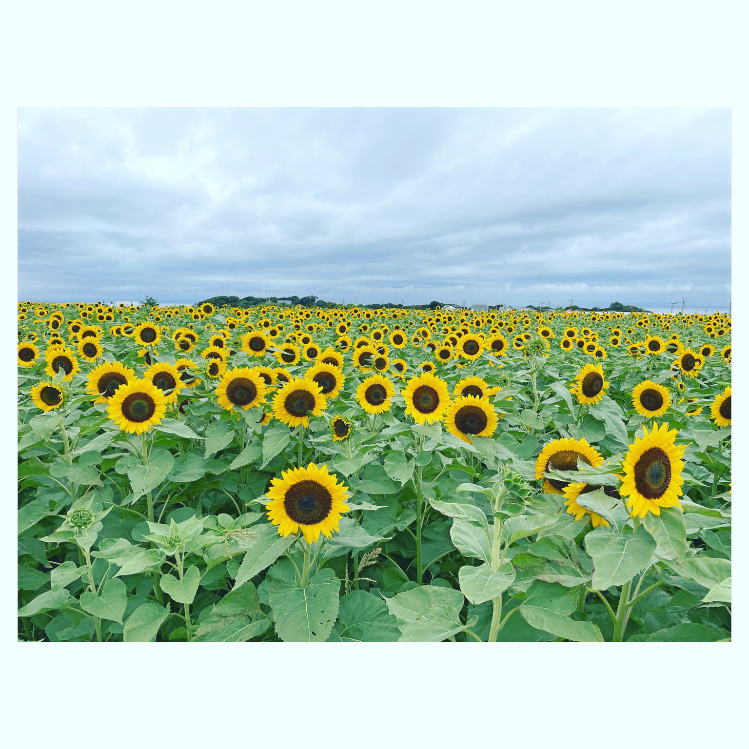 癒される〜(o^^o)