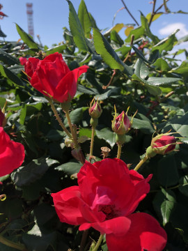 aochanちゃんの2021/6/3 (木) 17:27のブログ