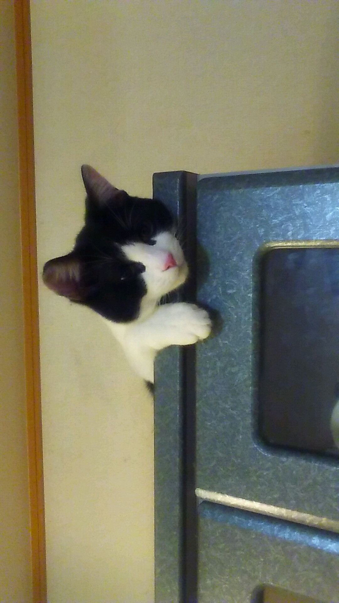 うちの子を紹介します！